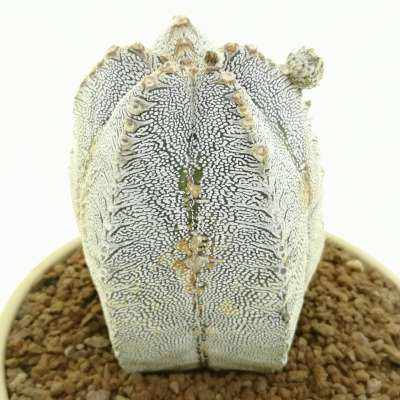 Astrophytum myriostigma cv. Onzuka V-type - Giromagi