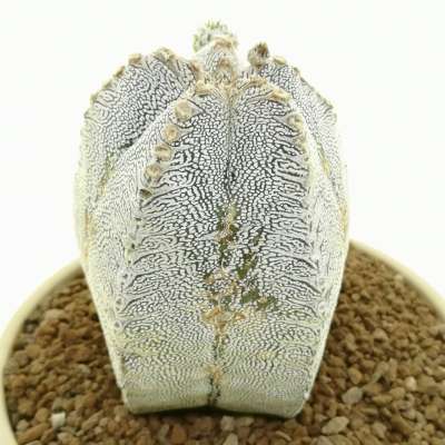 Astrophytum myriostigma cv. Onzuka V-type - Giromagi