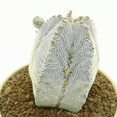 Astrophytum myriostigma cv. Onzuka V-type - Giromagi