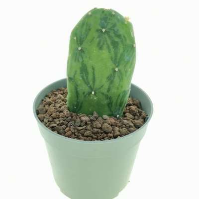 Opuntia cochenillifera f. variegata - Giromagi
