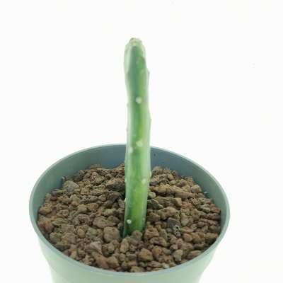Opuntia cochenillifera f. variegata - Giromagi
