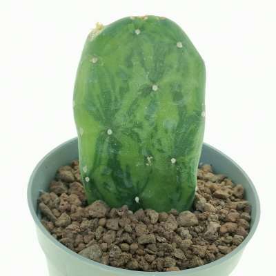 Opuntia cochenillifera f. variegata - Giromagi