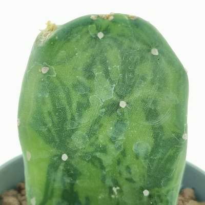 Opuntia cochenillifera f. variegata - Giromagi