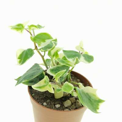 Senecio macroglossus f. variegata - Giromagi