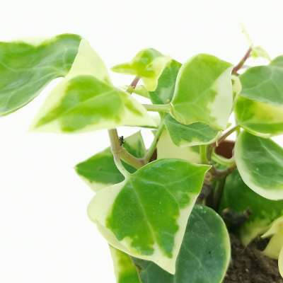 Senecio macroglossus f. variegata - Giromagi