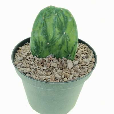 Opuntia cochenillifera f. variegata - Giromagi