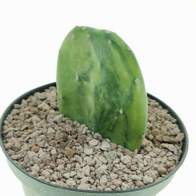 Opuntia cochenillifera f. variegata - Giromagi