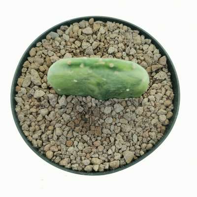Opuntia cochenillifera f. variegata - Giromagi