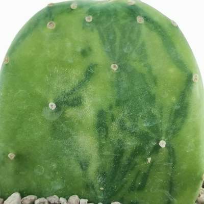 Opuntia cochenillifera f. variegata - Giromagi
