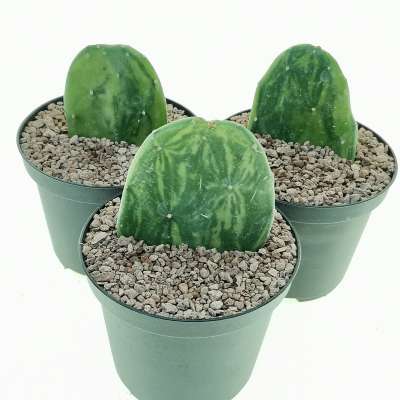 Opuntia cochenillifera f. variegata - Giromagi