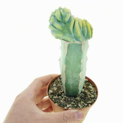 Myrtillocactus geometrizans f. crestata variegata