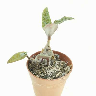 Scilla socialis - Giromagi