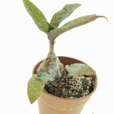 Scilla socialis - Giromagi