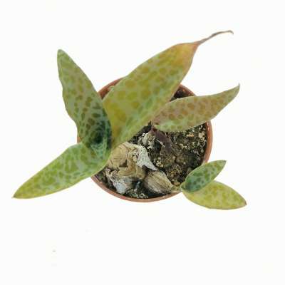Scilla socialis - Giromagi
