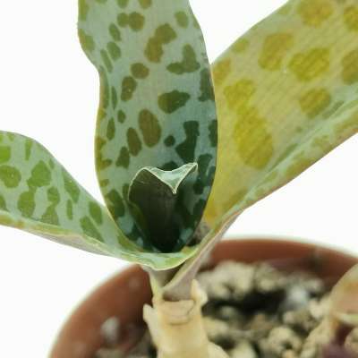 Scilla socialis - Giromagi