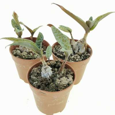 Scilla socialis - Giromagi
