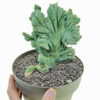 Trichocereus bridgesii mostruoso crestato