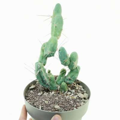 Trichocereus bridgesii mostruoso