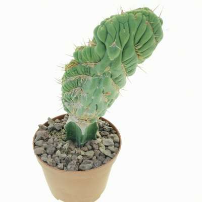 Eulychnia castanea cv. varispiralis f. crestata - Giromagi