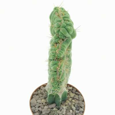 Eulychnia castanea cv. varispiralis f. crestata - Giromagi