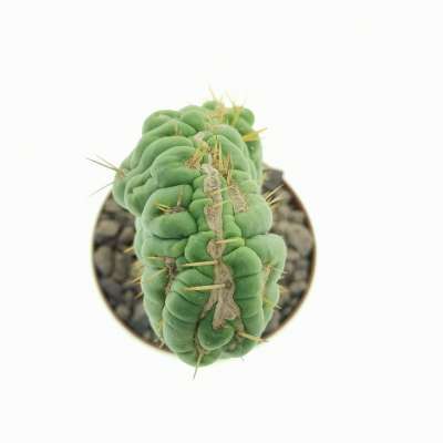 Eulychnia castanea cv. varispiralis f. crestata - Giromagi