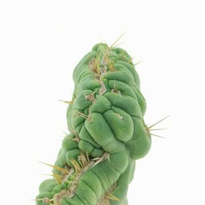 Eulychnia castanea cv. varispiralis f. crestata - Giromagi