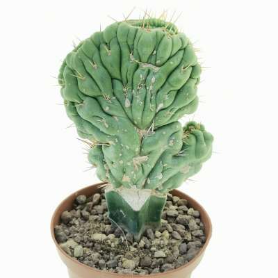 Eulychnia castanea cv. varispiralis f. crestata - Giromagi