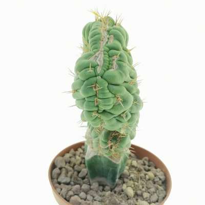 Eulychnia castanea cv. varispiralis f. crestata - Giromagi