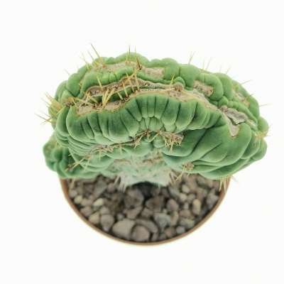 Eulychnia castanea cv. varispiralis f. crestata - Giromagi