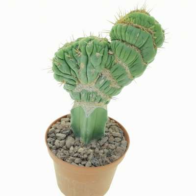 Eulychnia castanea cv. varispiralis f. crestata - Giromagi