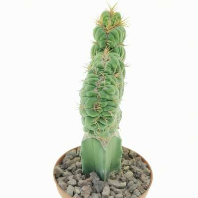 Eulychnia castanea cv. varispiralis f. crestata - Giromagi