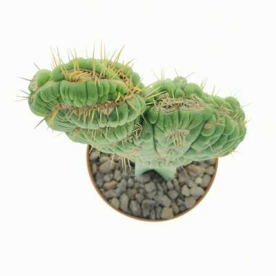 Eulychnia castanea cv. varispiralis f. crestata - Giromagi
