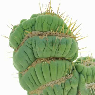 Eulychnia castanea cv. varispiralis f. crestata - Giromagi