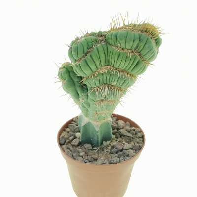 Eulychnia castanea cv. varispiralis f. crestata - Giromagi