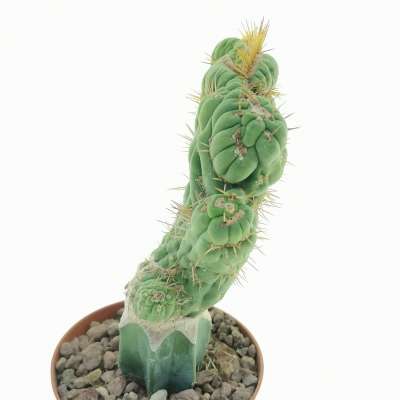Eulychnia castanea cv. varispiralis f. crestata - Giromagi