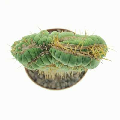Eulychnia castanea cv. varispiralis f. crestata - Giromagi