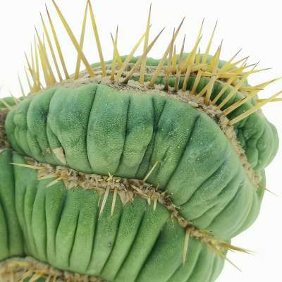 Eulychnia castanea cv. varispiralis f. crestata - Giromagi