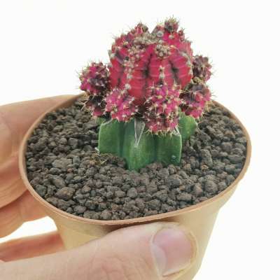 Gymnocalycium mihanovichii f. variegata 'Pink Diamond'