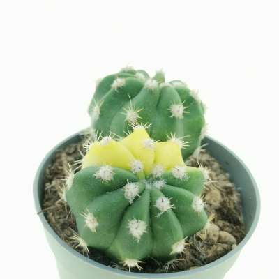 Echinopsis subdenudata f. variegata dicotomica - Giromagi