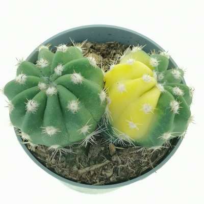 Echinopsis subdenudata f. variegata dicotomica - Giromagi