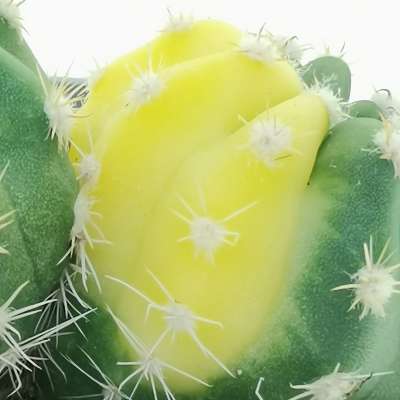 Echinopsis subdenudata f. variegata dicotomica - Giromagi