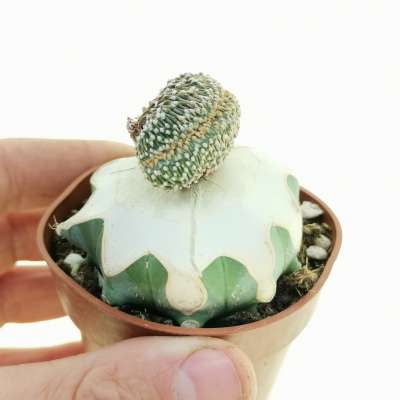 Geohintonia mexicana f. crestata
