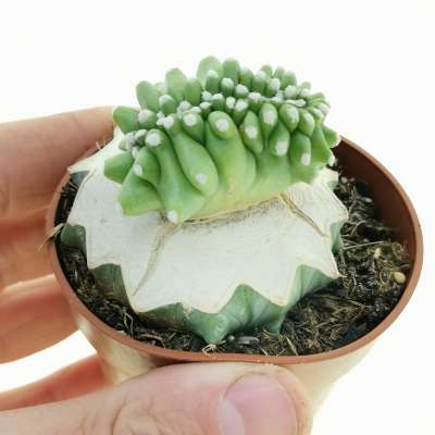 Echinocereus triglochidiatus var. mojavensis f. inermis crestata
