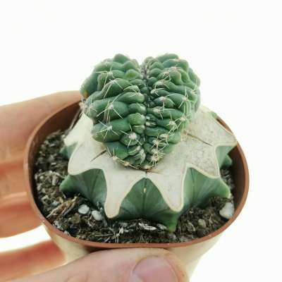 Gymnocalycium baldianum f. crestata