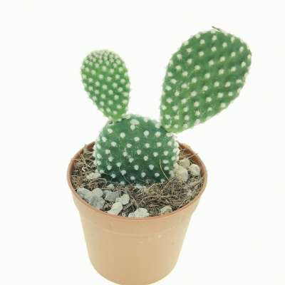 Opuntia microdasys cv. albata - Giromagi