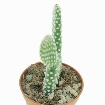 Opuntia microdasys cv. albata - Giromagi