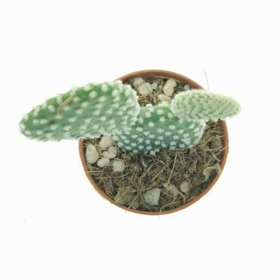 Opuntia microdasys cv. albata - Giromagi
