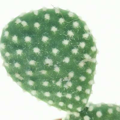 Opuntia microdasys cv. albata - Giromagi