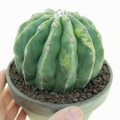 Melocactus maxonii f. inermis variegata