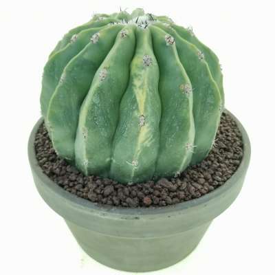 Melocactus maxonii f. inermis variegata - Giromagi